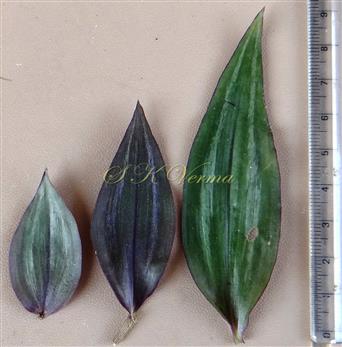  Leaves